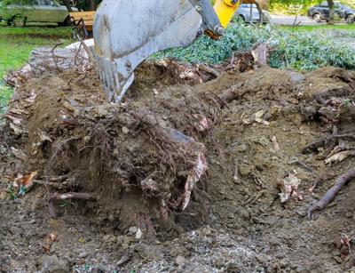 excavation for tree stump